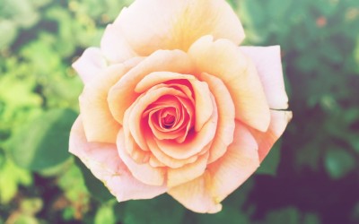 When was the last time you smelled the roses?